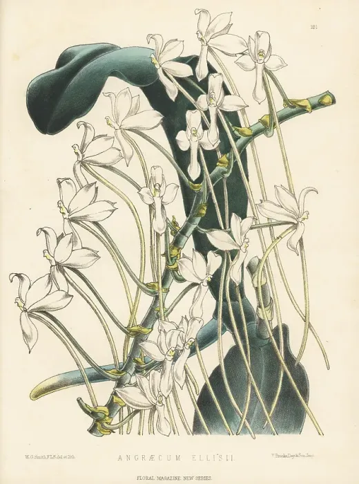 Framed Print : Aerangis ellisii, epiphytic orchid Framed Print : Aerangis ellisii, epiphytic orchid