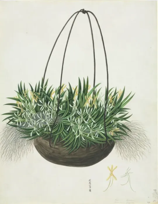 Framed Print : Aerangis sp Framed Print : Aerangis sp