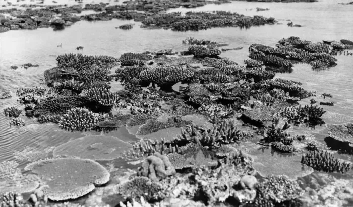 Framed Print : Aerially exposed corals Framed Print : Aerially exposed corals