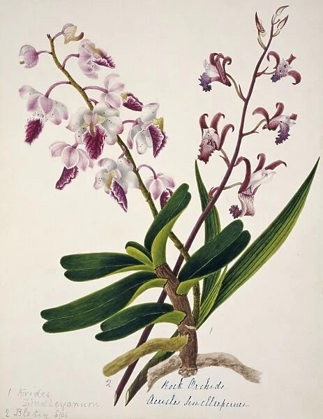 Aerides iindleyanum, rock orchid