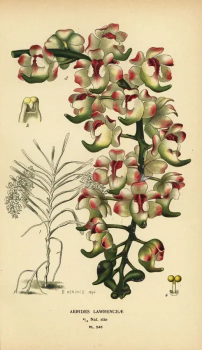 Framed Print : Aerides lawrenceae orchid. Endangered