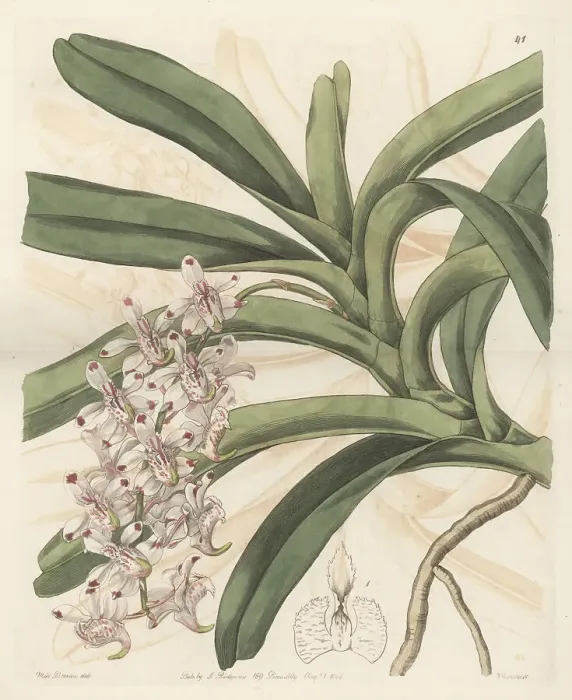 Framed Print : Aerides odorata orchid, endangered Framed Print : Aerides odorata orchid, endangered
