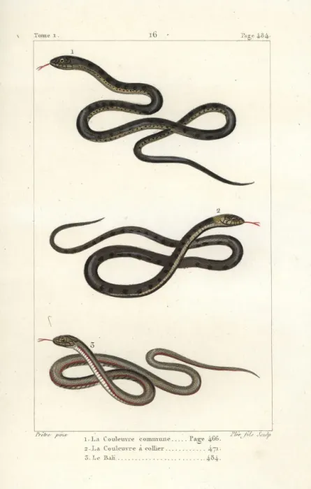 Framed Print : Aesculapian snake, grass snake and pond snake Framed Print : Aesculapian snake, grass snake and pond snake