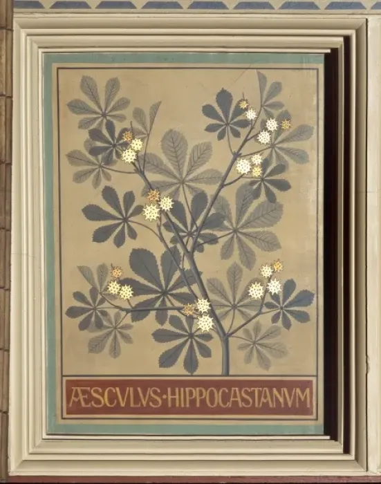 Framed Print : Aesculus hippocastanum, common horse chestnut Framed Print : Aesculus hippocastanum, common horse chestnut