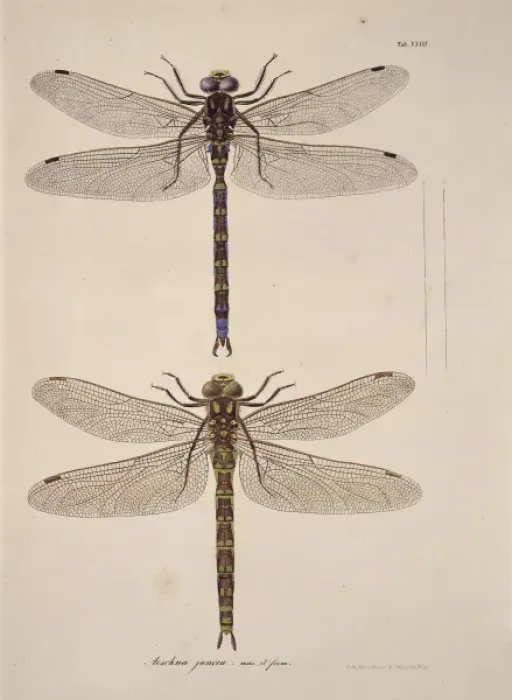Framed Print : Aeshna sp. dragonflies Framed Print : Aeshna sp. dragonflies
