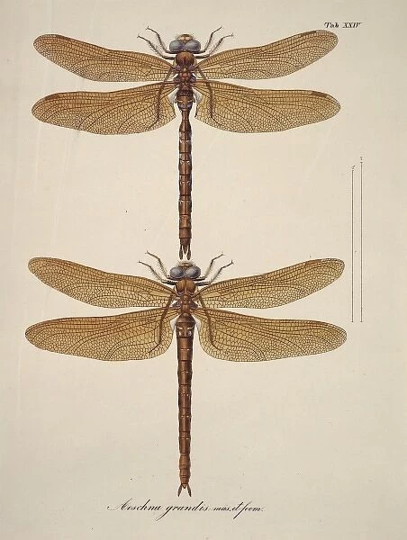 Aeshna sp. dragonflies