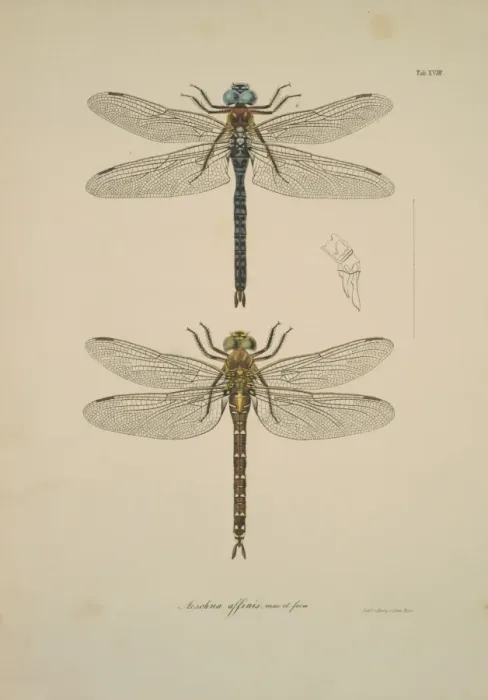 Framed Print : Aeshna sp. dragonflies Framed Print : Aeshna sp. dragonflies