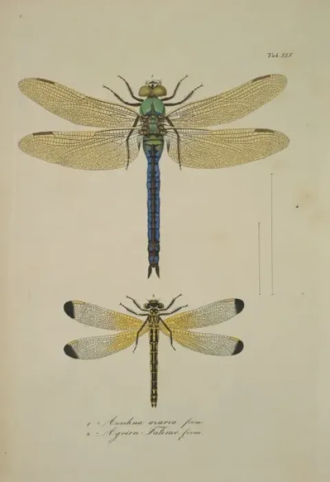 Framed Print : Aeshna sp. dragonflies Framed Print : Aeshna sp. dragonflies