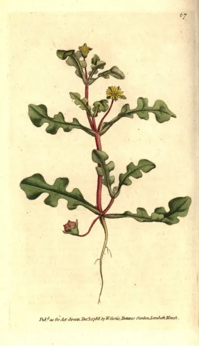 Framed Print : Aethephyllum pinnatifidum Framed Print : Aethephyllum pinnatifidum