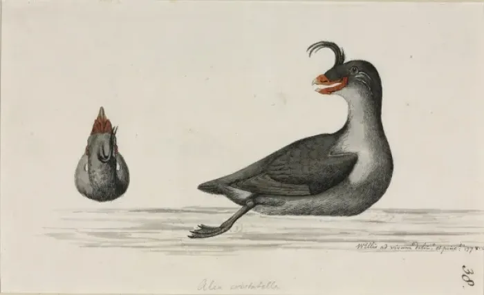 Framed Print : Aethia cristatella, crested auklet Framed Print : Aethia cristatella, crested auklet