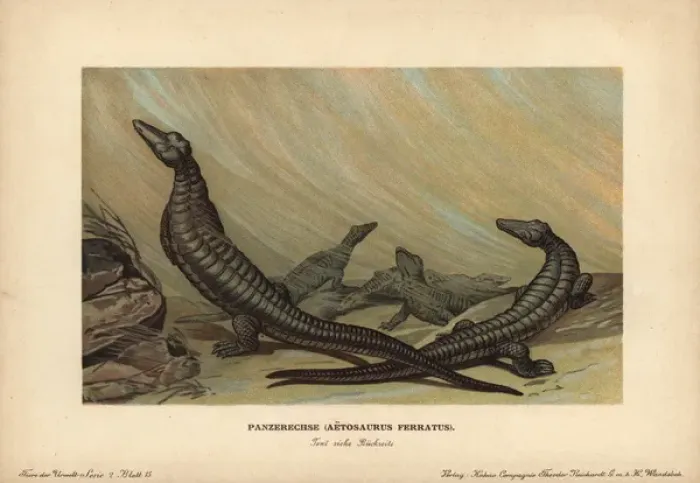 Framed Print : Aetosaurus, Panserechse, Aetosaurus ferratus Framed Print : Aetosaurus, Panserechse, Aetosaurus ferratus