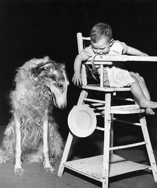Afghan hound with baby in highchair