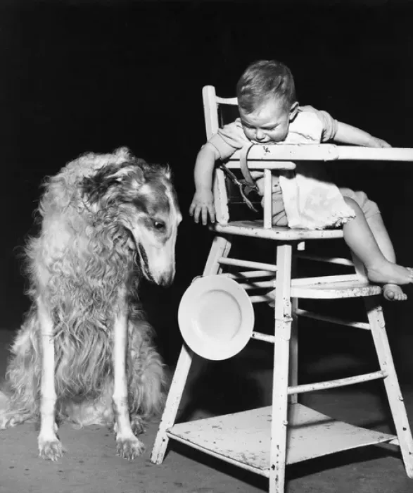 Framed Print : Afghan hound with baby in highchair Framed Print : Afghan hound with baby in highchair