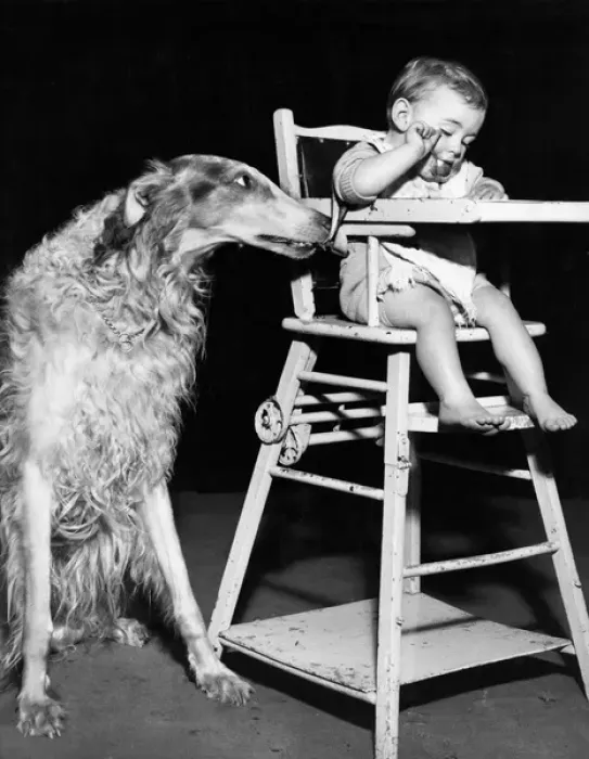 Framed Print : Afghan hound with baby in highchair Framed Print : Afghan hound with baby in highchair