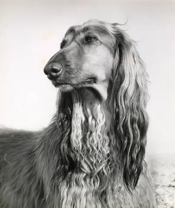 Framed Print : Afghan hound on a beach Date: 1950s Framed Print : Afghan hound on a beach Date: 1950s