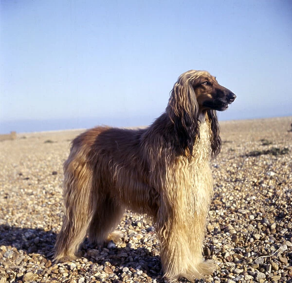Afghan hound on a pebbly beach
