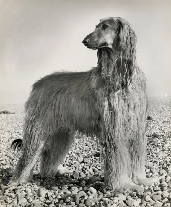Framed Print : Afghan hound on a pebbly beach Date: 1950s Framed Print : Afghan hound on a pebbly beach Date: 1950s