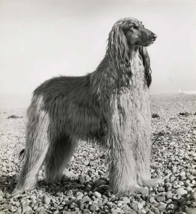 Framed Print : Afghan hound on a pebbly beach Date: 1950s Framed Print : Afghan hound on a pebbly beach Date: 1950s
