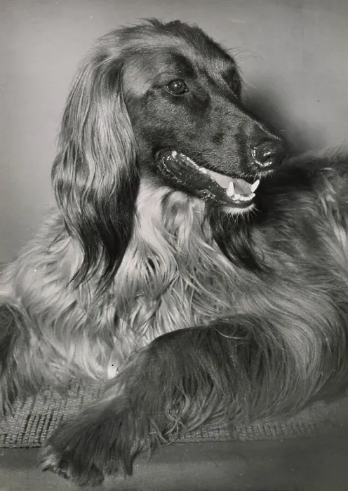 Framed Print : Afghan hound relaxing Date: 1950s Framed Print : Afghan hound relaxing Date: 1950s