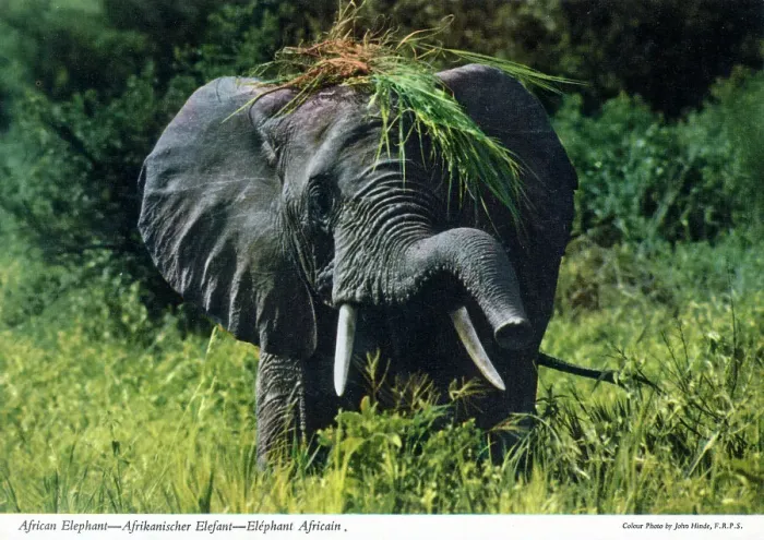 Framed Print : Africa - African Elephant Framed Print : Africa - African Elephant