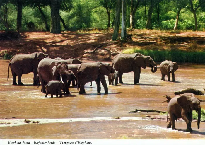 Framed Print : Africa - African Elephant Herd crossing a river Framed Print : Africa - African Elephant Herd crossing a river