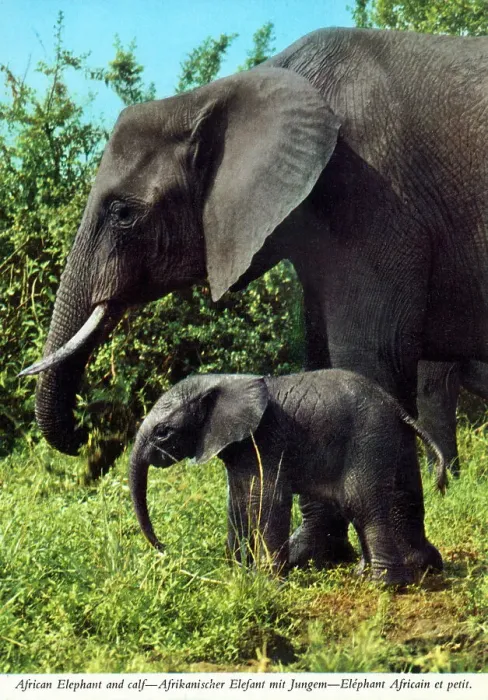 Framed Print : Africa - African Elephant and young calf Framed Print : Africa - African Elephant and young calf