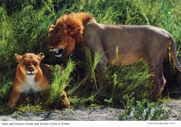 Framed Print : Africa - African Lion and Lioness Framed Print : Africa - African Lion and Lioness