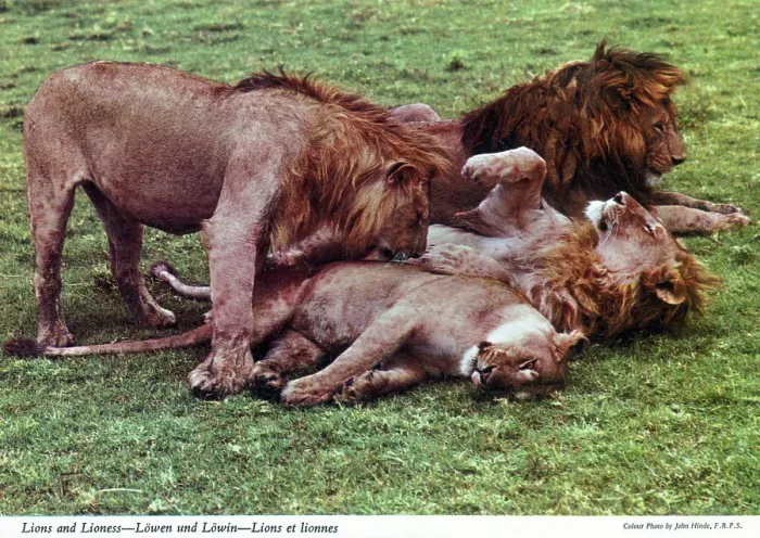 Framed Print : Africa - African Lions and Lioness Framed Print : Africa - African Lions and Lioness