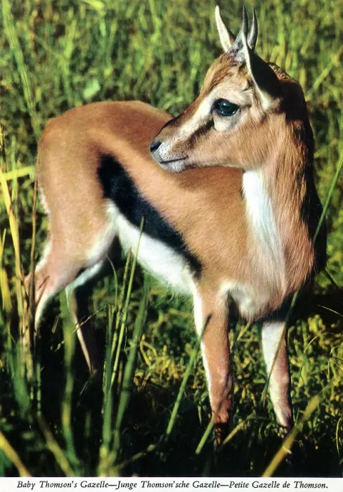 Framed Print : Africa - Baby Thomson's Gazelle