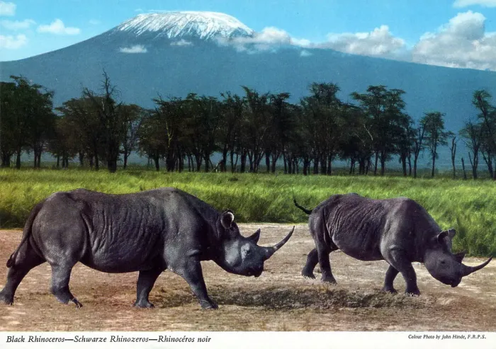 Framed Print : Africa - Black Rhinoceros