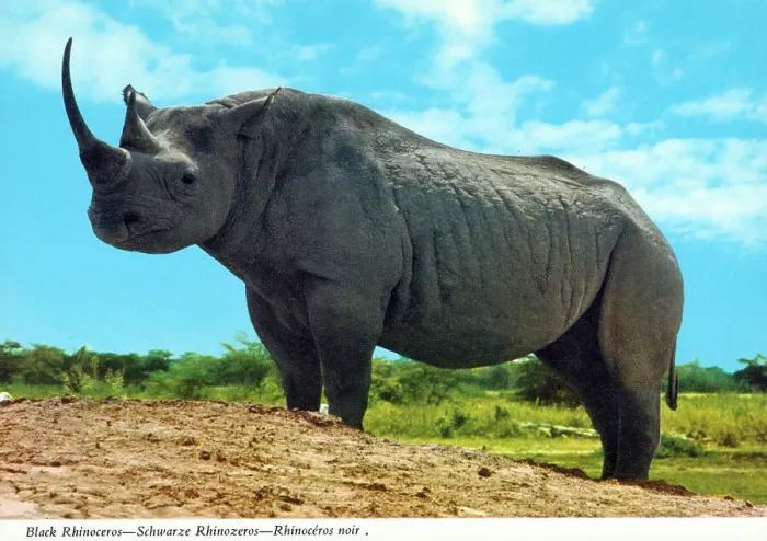 Framed Print : Africa - Black Rhinoceros Framed Print : Africa - Black Rhinoceros