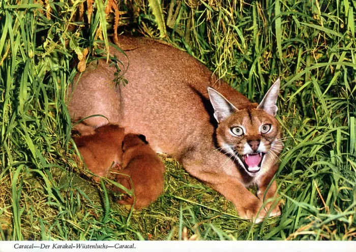 Framed Print : Africa - Caracal Framed Print : Africa - Caracal