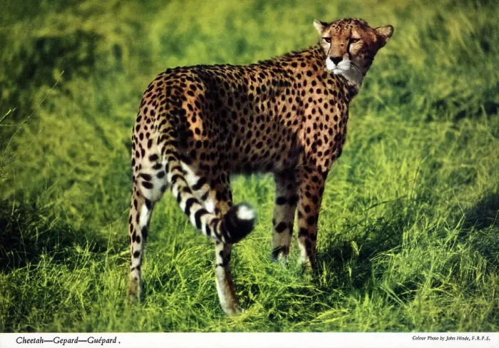 Framed Print : Africa - Cheetah Framed Print : Africa - Cheetah