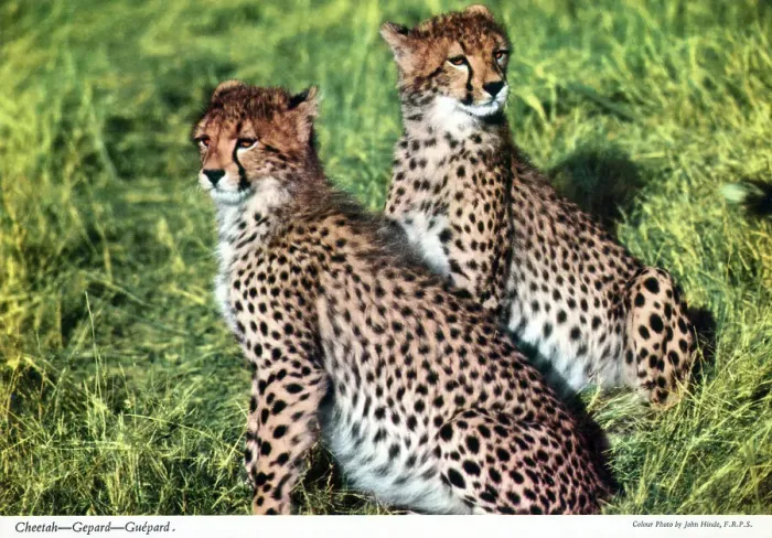Framed Print : Africa - Two Cheetahs Framed Print : Africa - Two Cheetahs