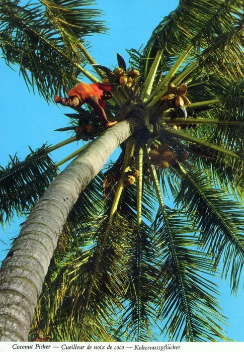 Framed Print : Africa - Coconut picker high up a palm tree Framed Print : Africa - Coconut picker high up a palm tree