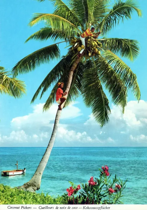 Framed Print : Africa - Coconut picker high up a palm tree Framed Print : Africa - Coconut picker high up a palm tree