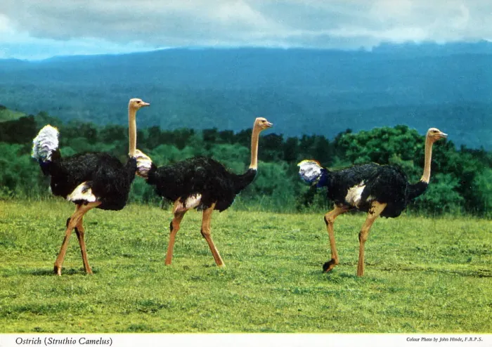 Framed Print : Africa - Three Common Ostrich (Struthio camelus) Framed Print : Africa - Three Common Ostrich (Struthio camelus)
