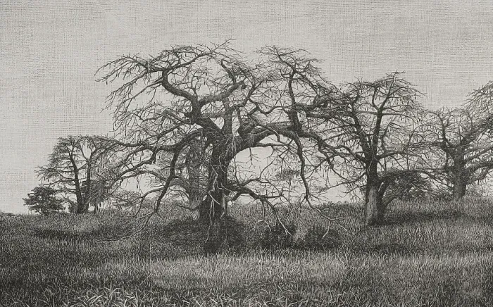 Framed Print : Africa. The Congo. Baobabs at the end of the dry season Framed Print : Africa. The Congo. Baobabs at the end of the dry season