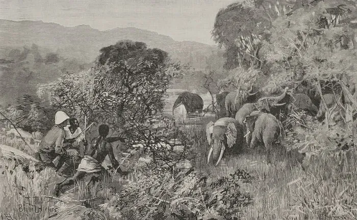 Framed Print : Africa. The Congo. Herd of elephants Framed Print : Africa. The Congo. Herd of elephants