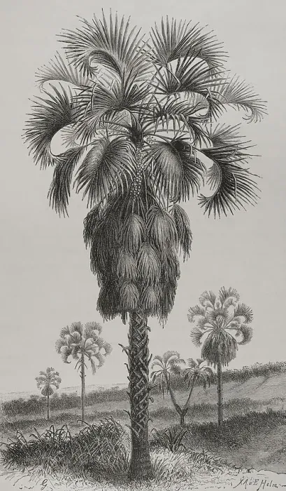 Framed Print : Africa. The Congo. Palm (Hyphaene guineensis) Framed Print : Africa. The Congo. Palm (Hyphaene guineensis)