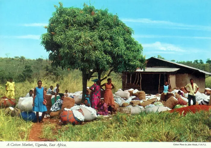 Framed Print : Africa - Cotton Market, Uganda Framed Print : Africa - Cotton Market, Uganda