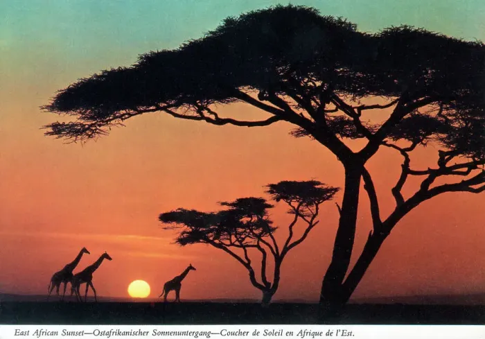 Framed Print : Africa - East African Sunset - Giraffes and Acacia Trees Framed Print : Africa - East African Sunset - Giraffes and Acacia Trees