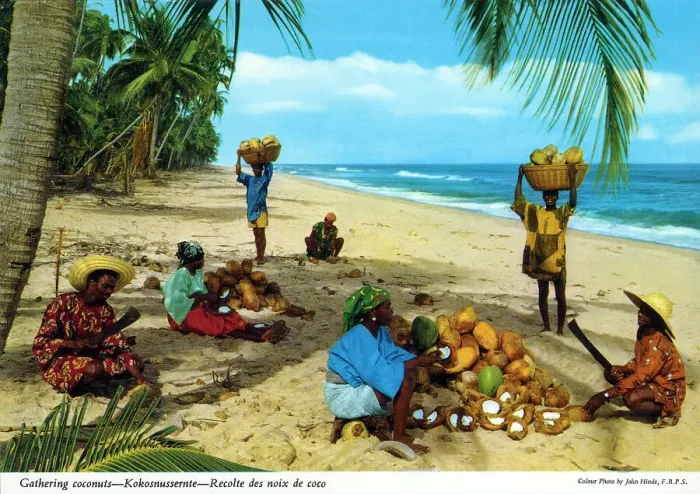 Framed Print : Africa - Gathering Coconuts, Tanzania Framed Print : Africa - Gathering Coconuts, Tanzania