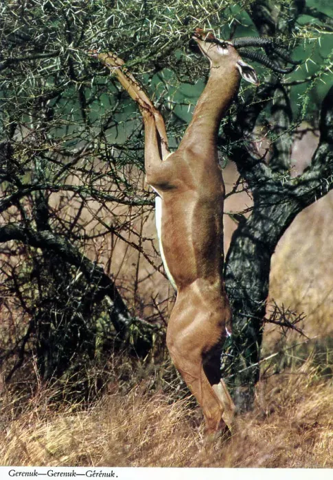 Framed Print : Africa - Gerenuk Framed Print : Africa - Gerenuk