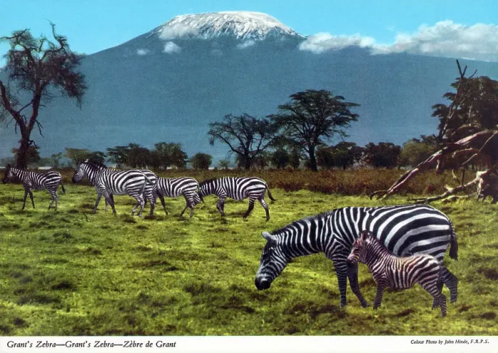 Framed Print : Africa - Grant's zebra Framed Print : Africa - Grant's zebra