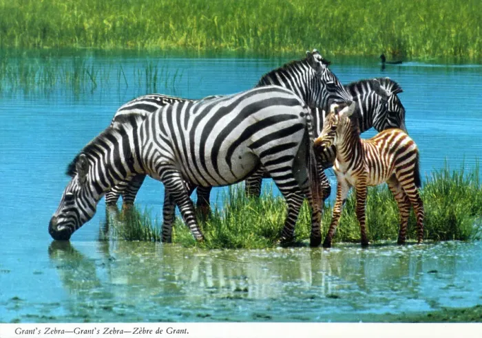 Framed Print : Africa - Grant's zebra Framed Print : Africa - Grant's zebra
