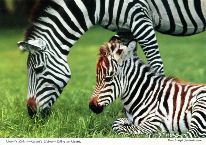 Framed Print : Africa - Grant's zebra Framed Print : Africa - Grant's zebra