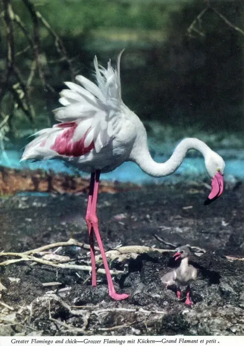 Framed Print : Africa - Greater Flamingo and chick Framed Print : Africa - Greater Flamingo and chick