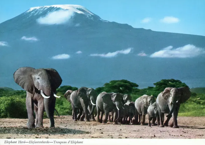 Framed Print : Africa - Herd of African Elephants Framed Print : Africa - Herd of African Elephants