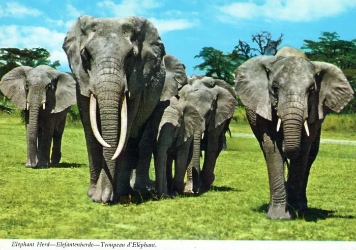 Framed Print : Africa - Herd of African Elephants Framed Print : Africa - Herd of African Elephants